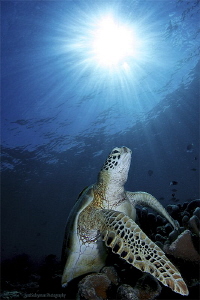 Turtle in sun rays by Iyad Suleyman 
